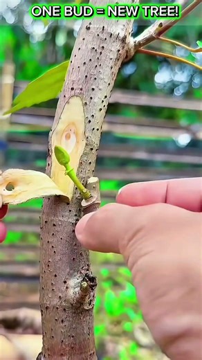 Amazing Chip Budding Technique 🌱 Turn One Bud Into a New Tree Fast!