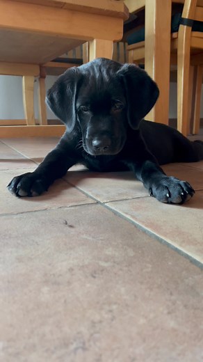 Adorable Labrador Puppy Compilation