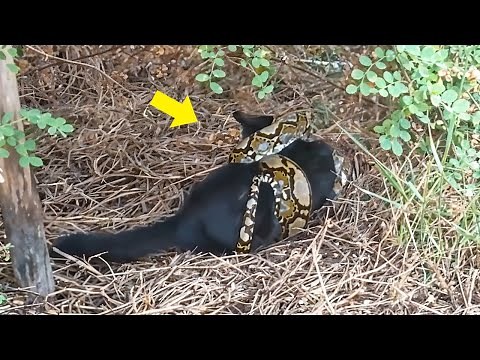 Snake Grabbed Kitty And Prepared To Eat It! What Happened Next Was Unbelievable!