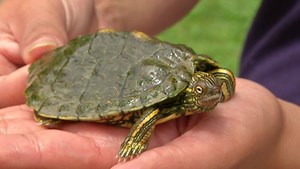 Austin Turtle Survey Coincides with World Turtle Day