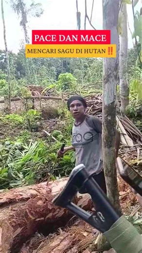 Pace dan Mace mencari Sagu di hutan‼️
