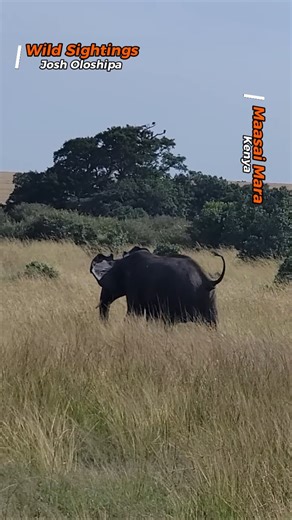 A grumpy elephant chased a lion away while trumpeting loudly. #lion #elephant #maasaimara #wildlife #fblifestyle | Wild Sightings