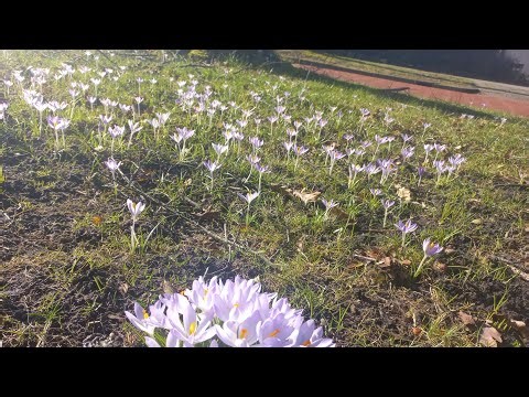 Hello Everything ✨💬🔔 Here comes the SUN ☀️🌻 #lente #spring #love #sun #season 