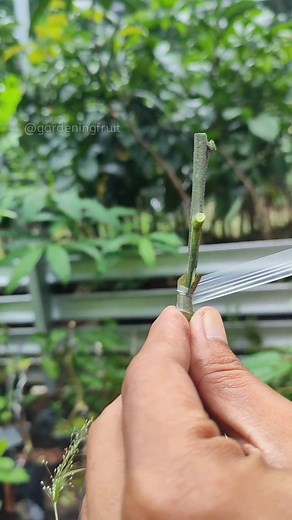 8.5K views · 100 reactions | Grafting orange tree & plant care EP227 #reelsfb #gardening #citrusgrafting | GardeningFruit | Facebook