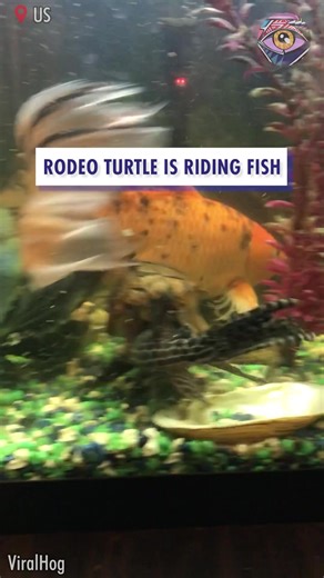 Fish gives turtle piggyback ride #joy | Now I've Seen Everything