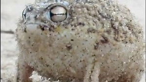 Desert rain frog just might be world's cutest frog