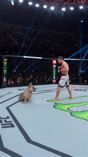 TJ’s UFC Debut 🐾 . . . #funnydog #dogdad #frenchie #frenchiecrew #lovefrenchies #londondogs #frenchiesoftheworld #dogmemes #frenchstagram #frenchiebully #frenchie_feature #ukfrenchies #frenchbulldog #funny_frenchies #ukdog #frenchies #frenchbulldogsuk #frenchbulldogpup #frenchbulldogarmy #frenchbulldogsociety #frenchiesofinstagram #fail #frenchieig #frenchioftheday #ukdogs #frenchiesofinstagram | TJ The Frenchie