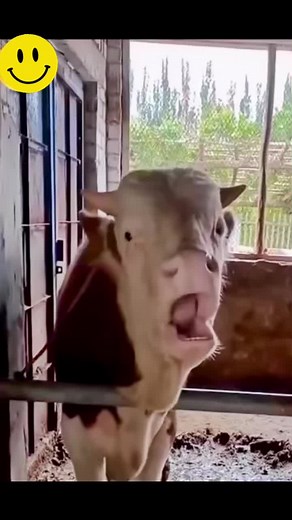 Funny Cow Sticks Tongue Out in Rustic Stable