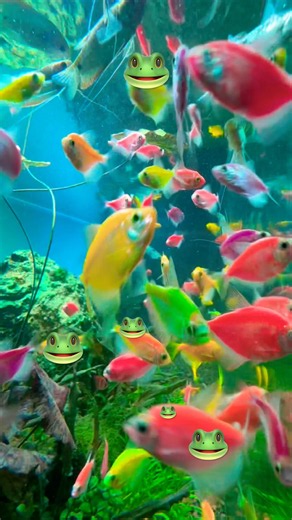 gia đình cá cánh buồm ngũ sắc bơi lội siêu cưng | CẢ NHÀ THƯƠNG NHAU #cacanhbuom #shorts
