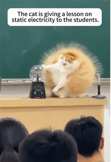 Funny Classroom Cat Moments