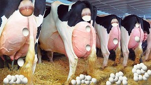 53K views · 873 reactions | Incredible modern cow & pig processing technology | Amazing Food Taste | Facebook