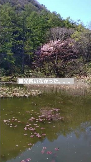 草津温泉 鬼の相撲場 相葉ヒロミのお困りですカー？で綺麗に蘇った池 なのに誰もいなかった #相葉ヒロミのお困りですカー？ ＃草津温泉