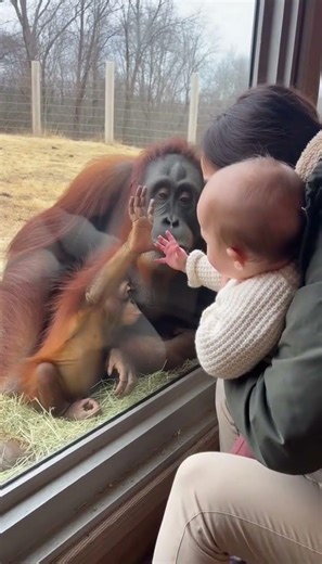 This Baby Chimp’s Reaction to a Human Baby Is Absolutely Precious