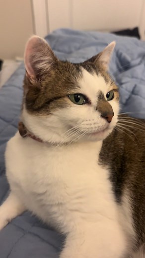 Princess Grooming Day for Lincoln the Cat