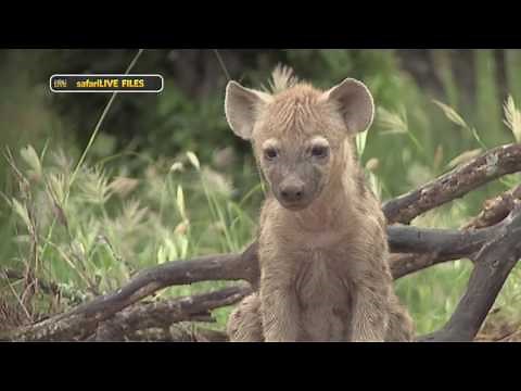 Learn a little more how the hyena hierarchy works