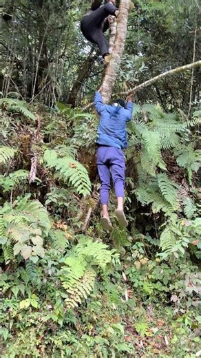 Falling man from trees - funny shorts #funnyshorts #viral #trending #youtubeshorts #shorts