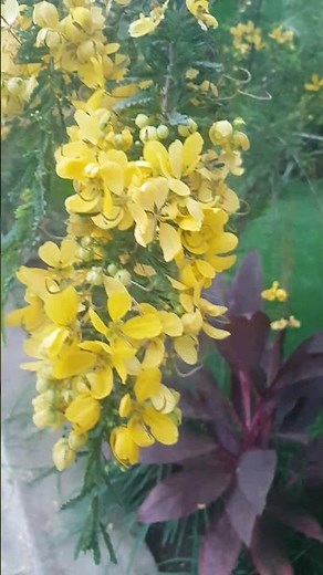 Must Have Real Home Plant! Golden Blooms of Peace ft Senna Auriculata (Tanner's Cassia)