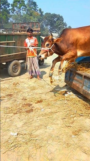 🐄😂 Funniest Cow Jumping Compilation 2025 | Crazy Cow Jumps USA 🇺🇸 | Must Watch TikTok Cows!