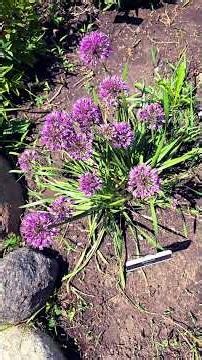 Millennium Alium @cegnatives #gardening #plants #purple #flowers #summer blooms,#perennial