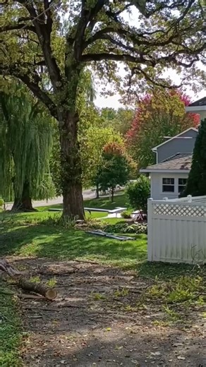 Tree Trimming Near Property Lines: Rights, Rules, and Responsibilities #shorts #tree