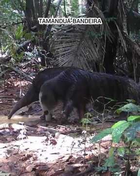 Animais da Amazônia Brasileira em Vídeo Natural — Floresta Amazônica por Dentro