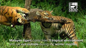 48K views · 3.4K reactions | Happy 1st Birthday to tiger cubs Chira, Batari, and Miss Izzy. Malayan tigers are critically endangered so they are very valuable to the survival of their species. | Cincinnati Zoo & Botanical Garden | Facebook