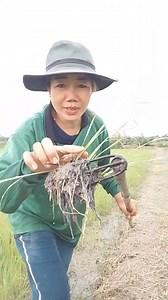 259K views · 884 reactions | หลายคนอยากได้ รีวิว เหล็ก ส่าม ข้าว จ้า #เหล็กส่ามข้าว #เกษตรกรคนทำนา | Pin Pin | Facebook