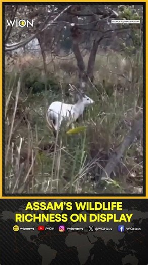 Rare Albino Hog Deer Spotted in Kaziranga | Assam’s Wildlife Treasure | WION SHORTS