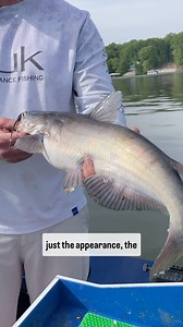 1.3K views · 18 reactions | @zakkroyce explains the characteristic differences of a blue cat vs. a channel cat. They’re similar looking species, but very different! . #FishUSA #AmericasTackleShop #catfish #bluecatfish #channelcatfish | FishUSA | Facebook