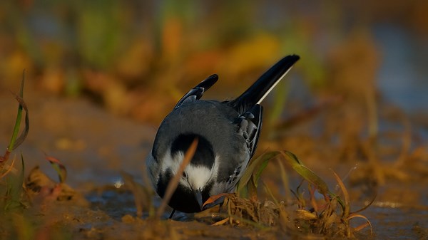 White Wagtail in European Nature – Motacilla alba