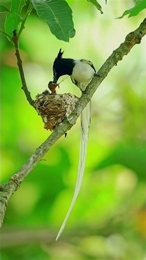 In search of the paradise bird