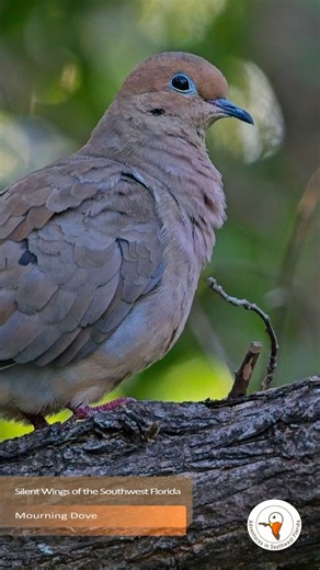 Title: Silent Wings of the Southwest Florida Mourning Dove 邏Nature...
