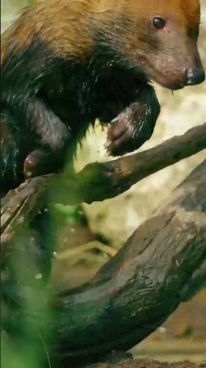 Rare Bush Dogs Tiny But Fierce Hunters!