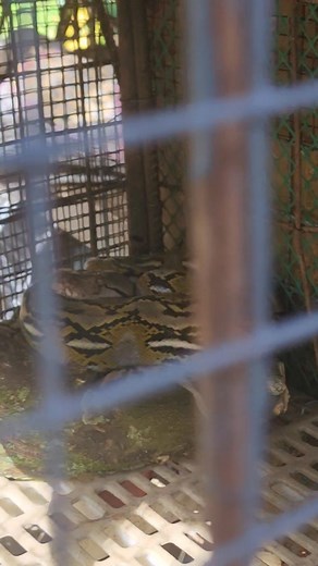 39 reactions · 10 comments | Si sister python tulog. Sya na crush ko ngayon. Nawalan na ako gana sa tao. | Tim Melliza | Facebook