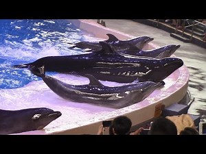 Dolphin Show - Chimelong Ocean Kingdom - August 22, 2017
