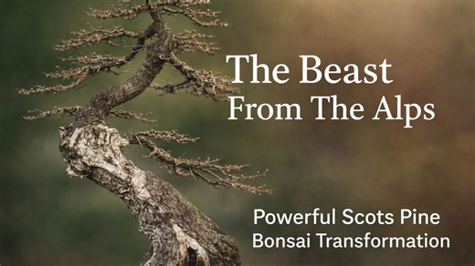 Beast from the Alps: Powerful Scots pine bonsai transformation