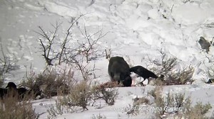 THE 06 LEGACY ~ IN THE VALLEY OF WOLVES~ ~ A DREAM CONTINUES ~ December 26, 2018 Good Morning Everyone, Many Wolf Worlds are in areas, where the Winter temperatures are between -15 and -50F, not only at night, but even in daytime for weeks. Hunting opportunities are different with less or deeper snow, ice on Creeks and Rivers and migrating prey animals. Still, as one of my favorite Wolf Biologists, who I am so proud to learn from, Mike Phillips, keeps saying: “It is hard to make a living with yo