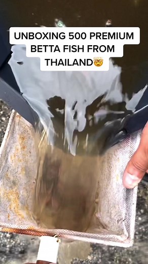 833K views · 12K reactions | I've NEVER seen BETTA FISH like this before #fish #unboxing #bettafish #animals #thailand #reels | Paul Cuffaro | Facebook