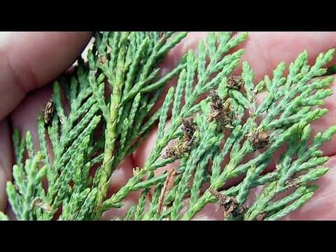 bald cypress | plant tree care and benefits