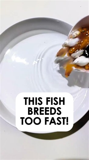 This Fish Breeds Too Fast... Beginners Can't Believe It!