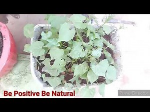 27. How to transplant Morning glory saplings/ how to grow morning glory vine
