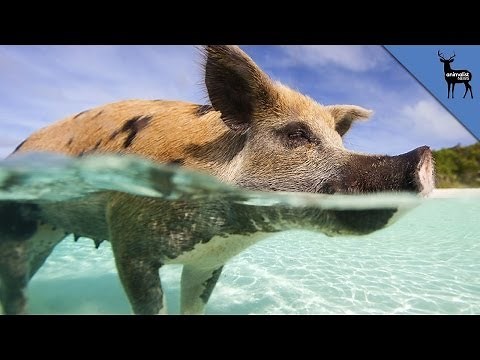 Pigs Can Swim and Surf! - (Pix Only)