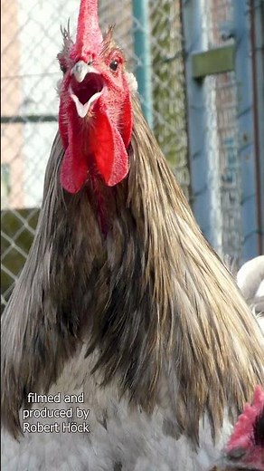 BEST OF AUSTRALORP! Ein schöner Australorp-Hahn in Splash kräht -Crowing rooster Australorp chicken