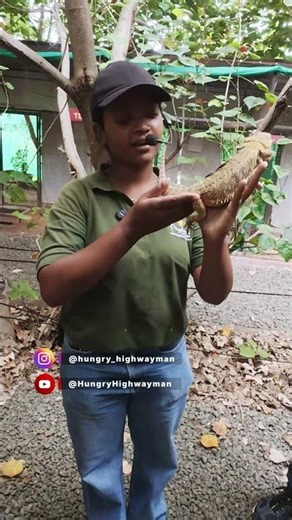 The Cutest little Bearded Dragon "Laila"😘 #shorts