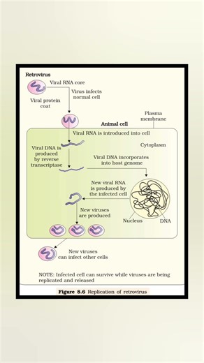 HIV Life Cycle Explained | AIDS | Class 12 Biology #biology #ncert #class12th #cbse