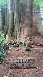 7.2K views · 517 reactions | Just back from an epic kayak tour around Clayoquot Sound, on Vancouver Island in British Columbia and visited this 1000 year old cedar tree. #treeoflife | Wild Women Expeditions | Facebook