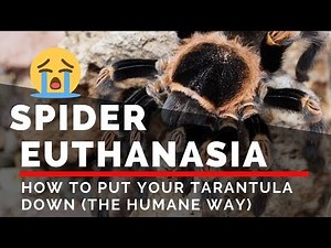 Spider Euthanasia: How To Put Your Tarantula Down (The Humane Way)