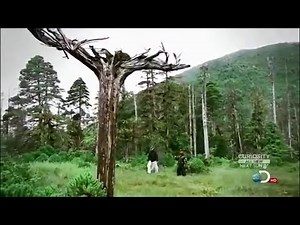 Inverted Trees at Prince Of Wales Island BIGFOOT SASQUATCH