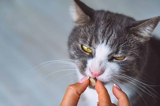 Drontal Dosage Chart for Cats: Risks, Side Effects, Dosage, and More