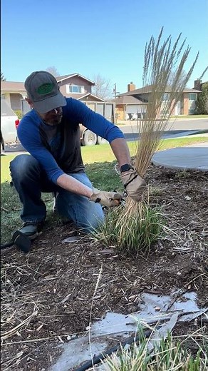 How to prune Karl Foerster Grass in the spring #landscaping #gardeningtips #helpmylandscaping